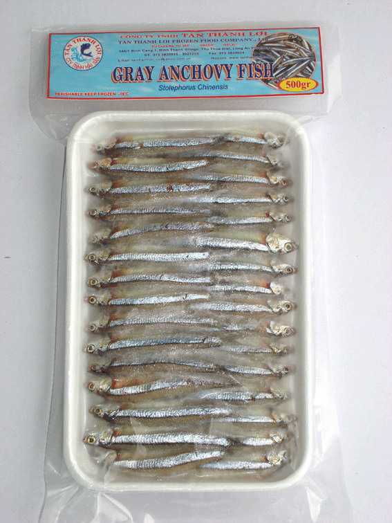 Gray Anchovy