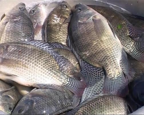 Vietnam approved the development plan for tilapia farming by 2020